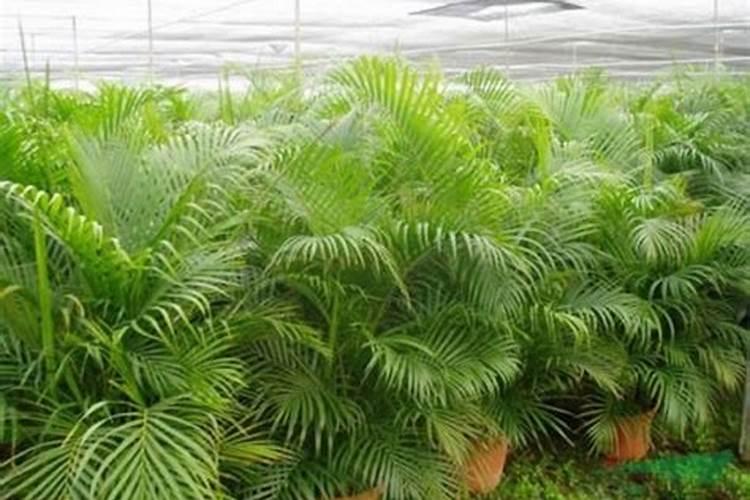 洗米水可以浇植物吗