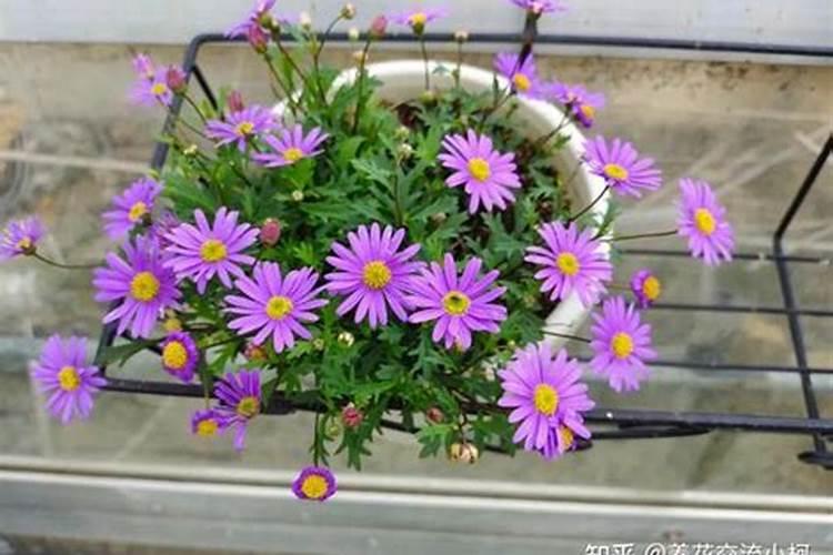花苗出土后何时施肥
