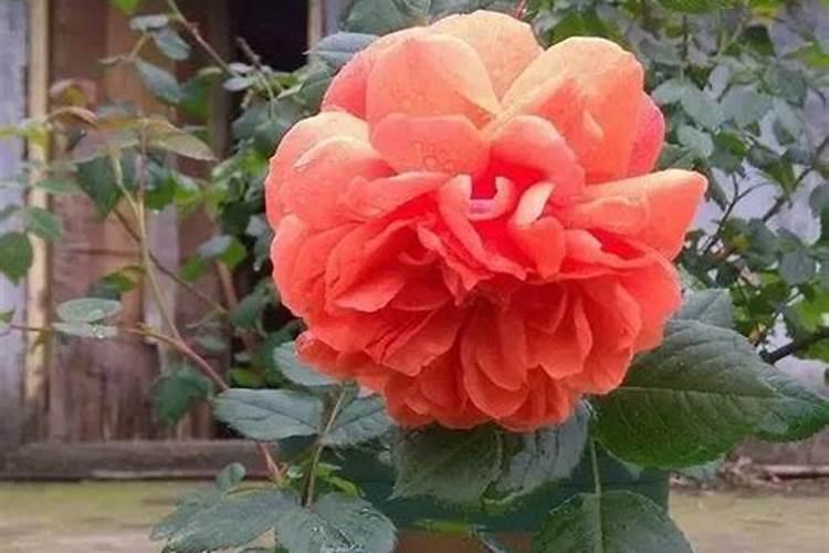 香菇草施什么肥