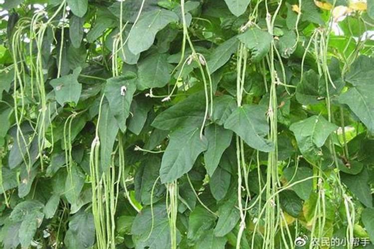 豆角开花期施什么肥