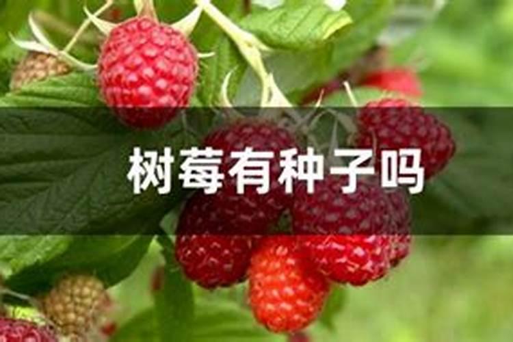 种树莓施什么肥