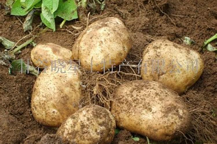 种植土豆用什么肥料最好