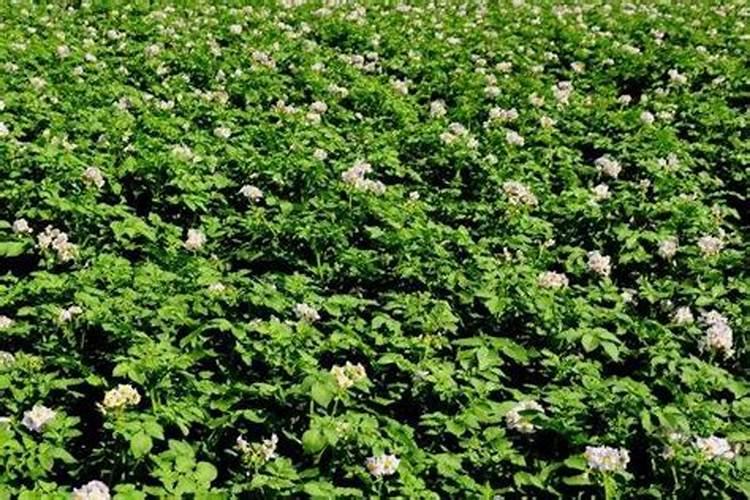 钾肥认沽权证遭遇恶炒的过程