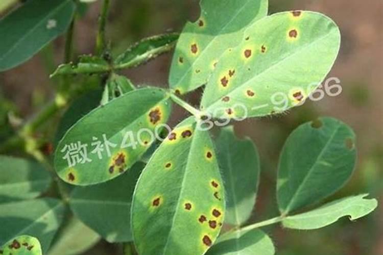 植物叶子变黑怎么回事
