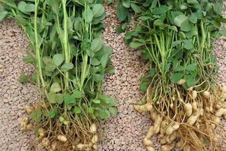 红薯上什么肥料长得又大又甜