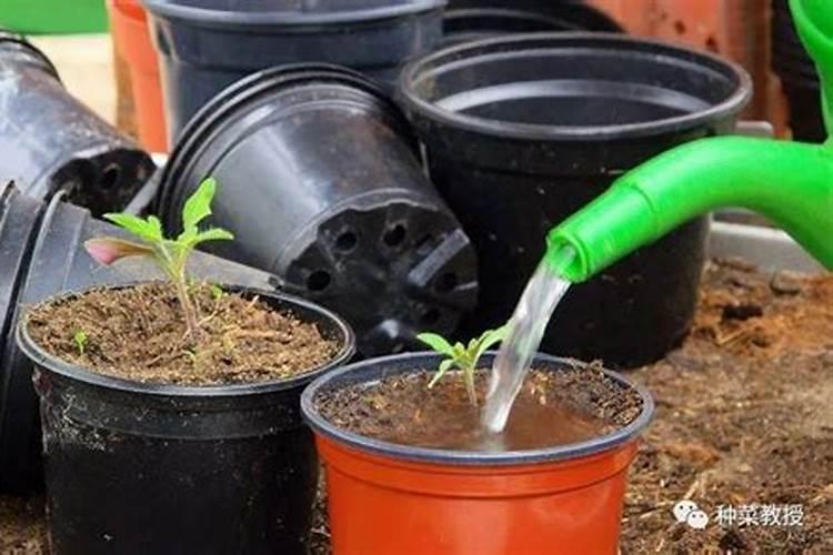 复合肥的正确使用方法浇菜