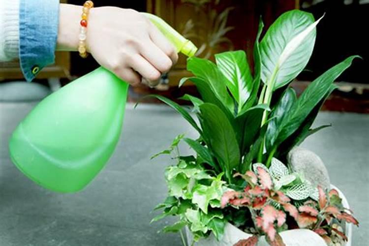 生根水可以用来浇花吗