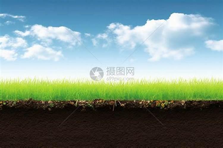 草坪种植杂草怎么处理