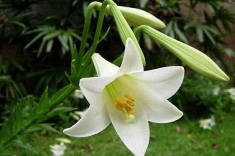 百合花怎么施肥