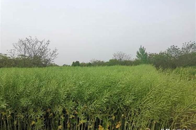 油菜冬季旺长了怎么办花卉百科