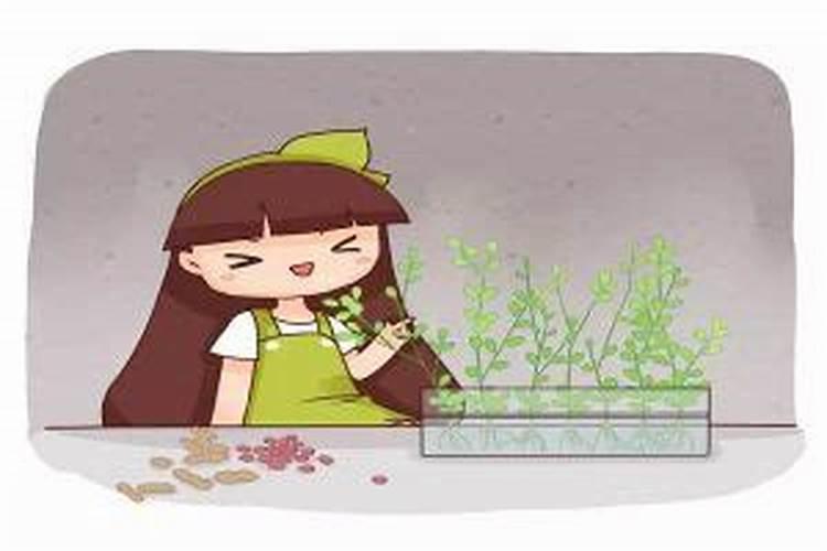 柑橘幼树施肥方法和注意事项