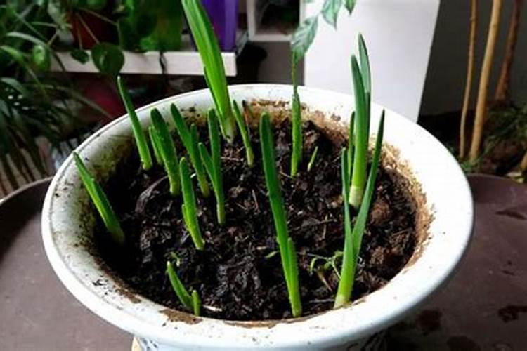 水仙花施肥方法,用什么肥好