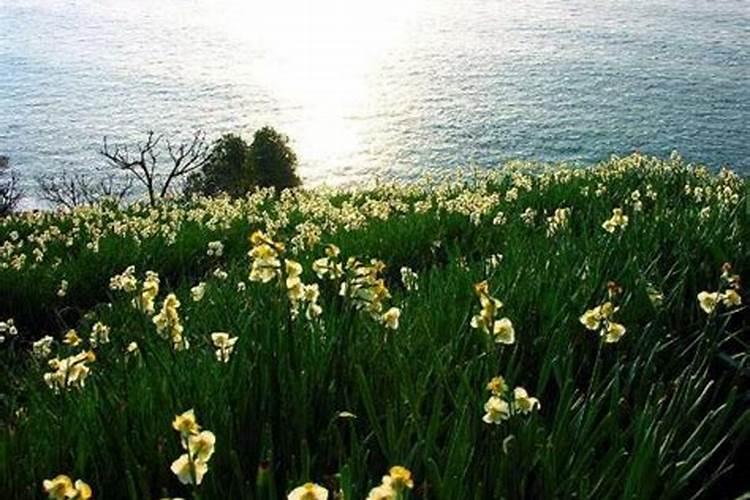 土培水仙如何年年开花