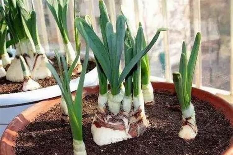水仙花浇水正确方法,怎么施肥