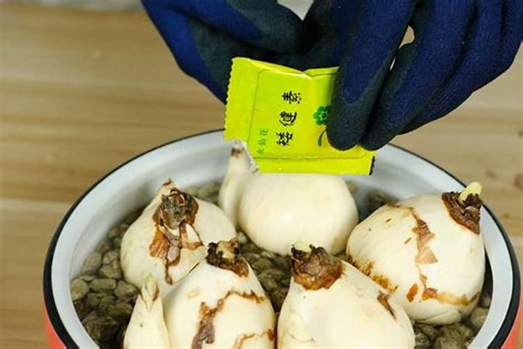 土培的水仙可以施肥吗