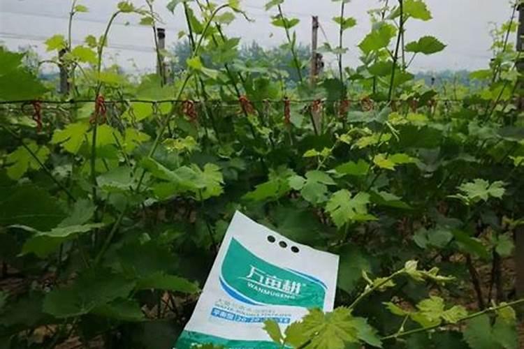 水溶肥给花怎样使用
