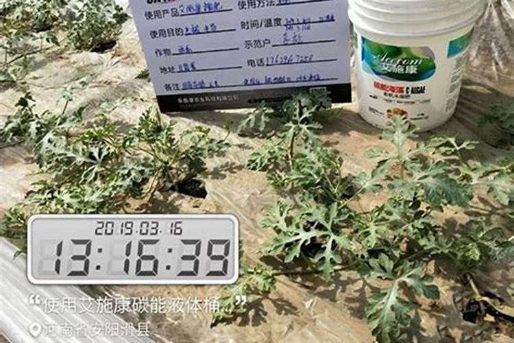 西瓜怎么种又大又甜 西瓜的种植方法