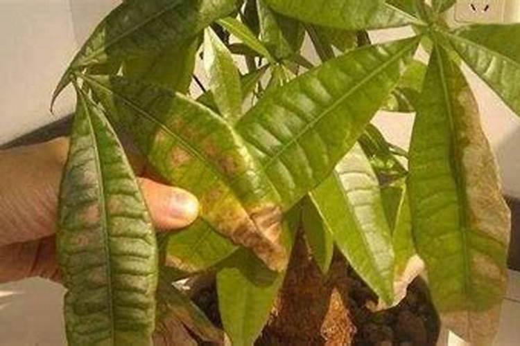 苹果用什么水溶肥好