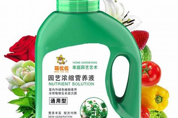 袋鼠花生态习性和栽培养护技术