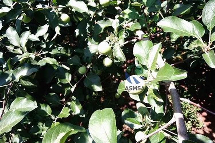 苹果花后施什么肥 苹果花后施哪些肥