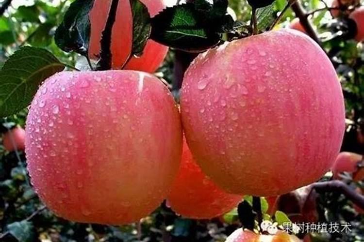 苹果树叶面喷钙、化学除草、叶面喷肥