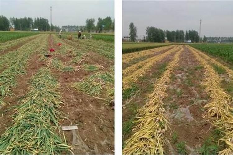 什么季节吃莴笋是比较恰当的呢