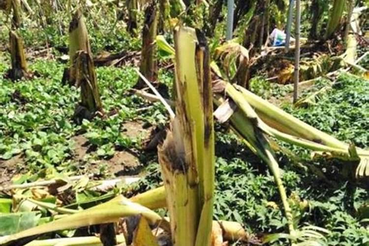 香蕉树如何施肥？香蕉树施什么肥效果好？(附施肥技术)