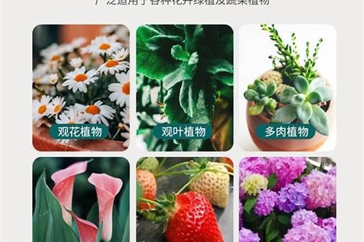 多肉植物用什么肥料比较好