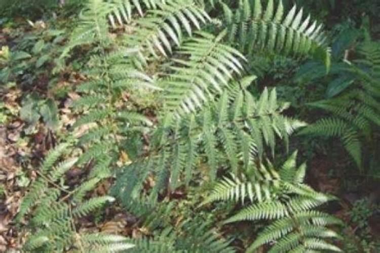 金丝猴蕨的种植方法和注意事项是什么？
