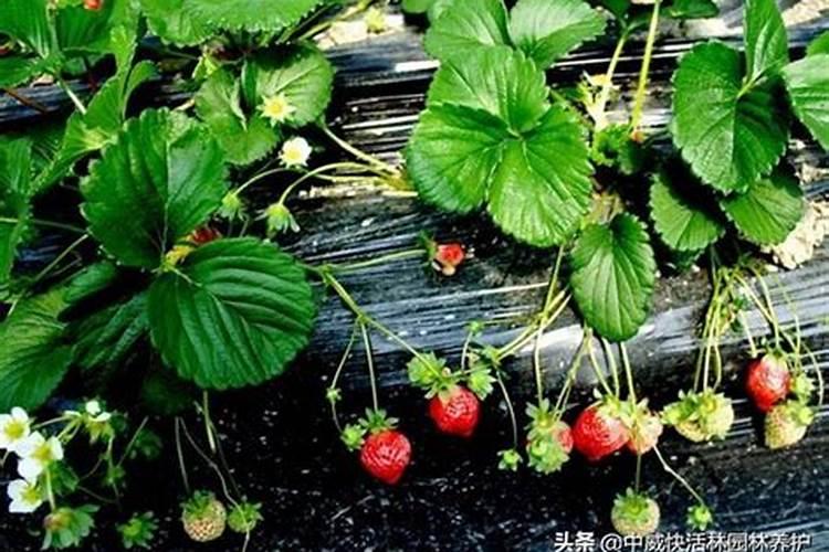 香蕉病毒病症状与防治 用什么药好
