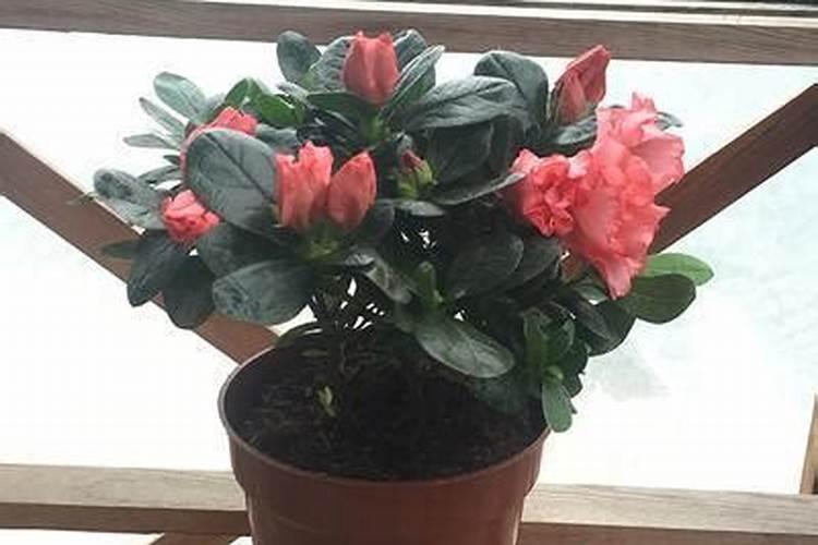在种植的过程中草莓需要补钙吗 草莓缺钙怎么办用什么补钙最好