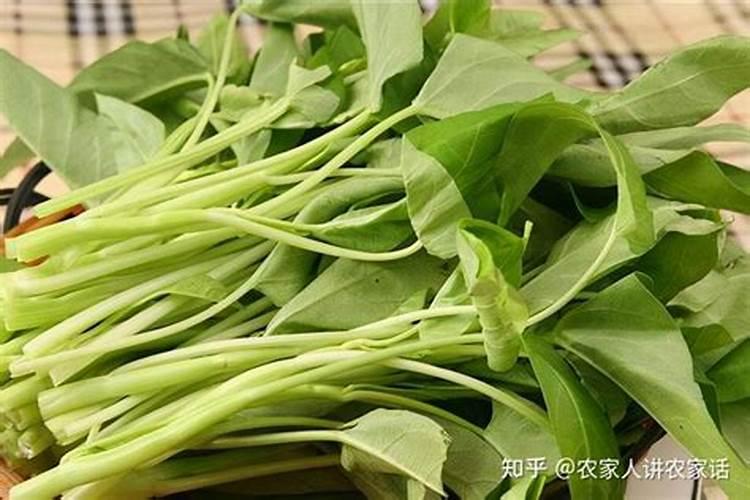 鱼糜与鱼浆的区别是什么