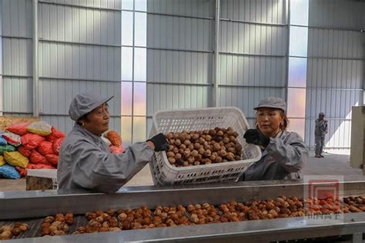核桃用什么肥最长