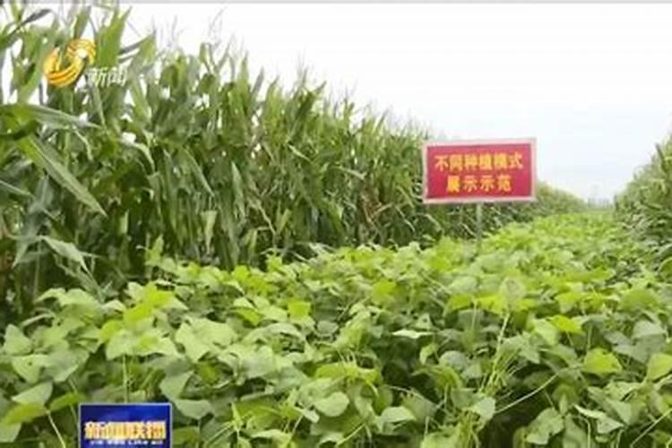 稻田玉米间种大豆配晚稻如何合理施肥？