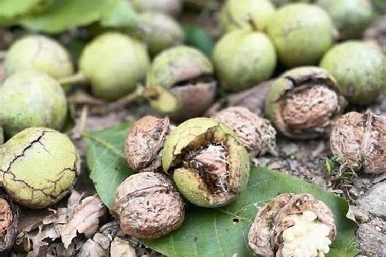 核桃园常用肥料有哪些种类？