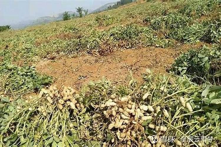 半沙半土种花生做基肥用什么肥料好高产？