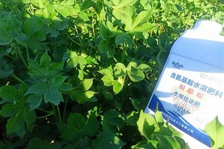 玉米钾肥的正确使用方法