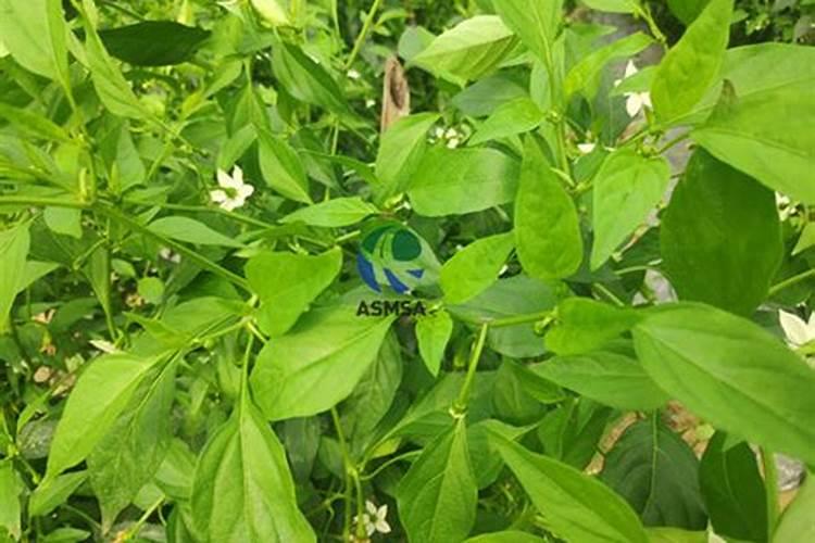 种植西瓜能用碳氨吗？
