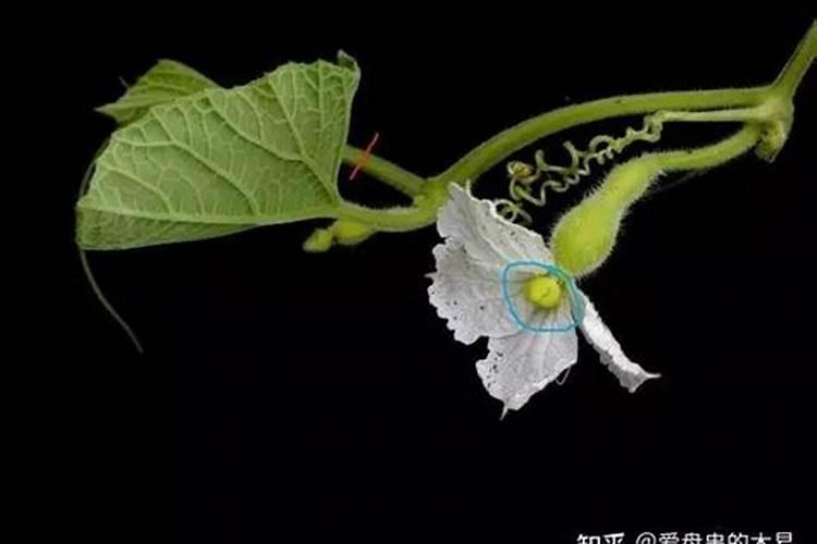 葫芦追肥用什么肥料好