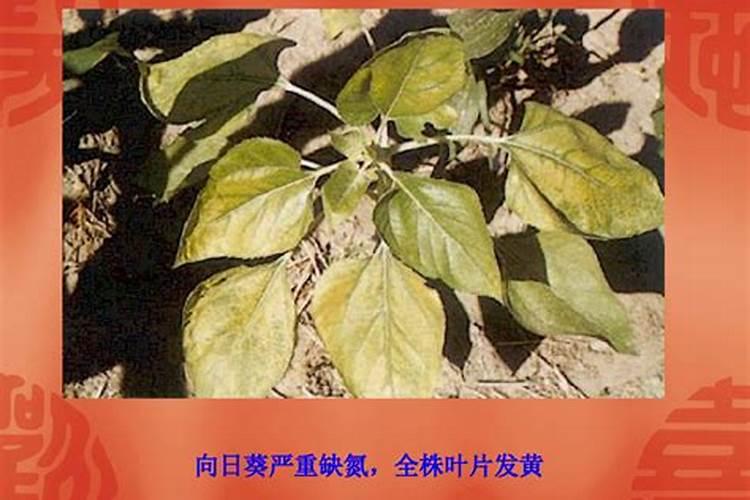 植物缺氮及氮素过多的主要症状是什么？