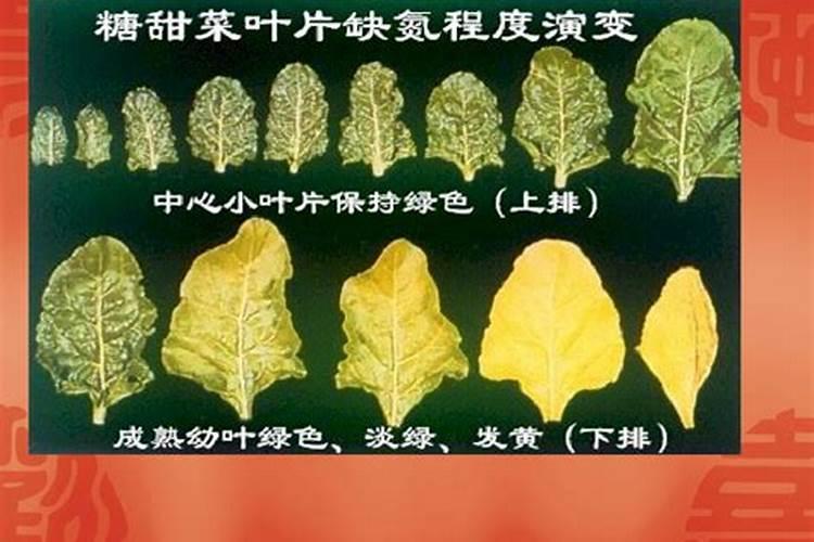 种植大白菜需要施肥几次？要如何正确的施肥？