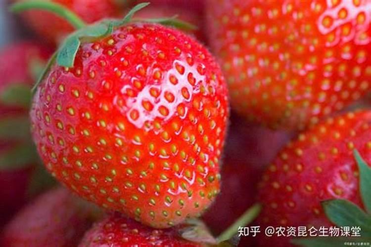 草莓需要施什么肥料才会甜(草莓适合浇什么肥长得肥壮)