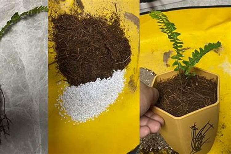 矿源黄腐酸钾和生化黄腐酸钾,区别是什么？