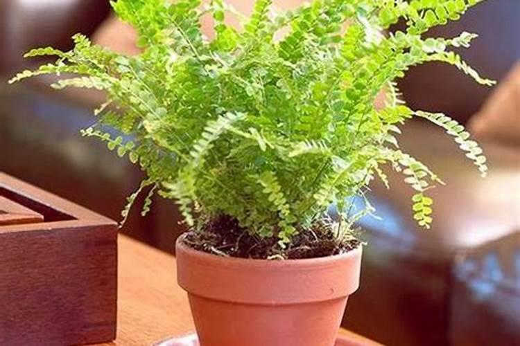 蕨类植物要怎样施肥？