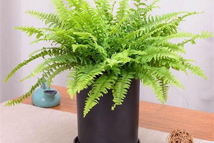 蕨类植物的作用是什么 蕨类植物的作用有什么