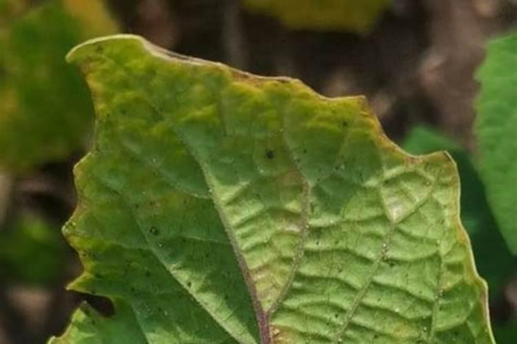 韭菜种植以后叶片有好多白点,是什么原因,如何治疗