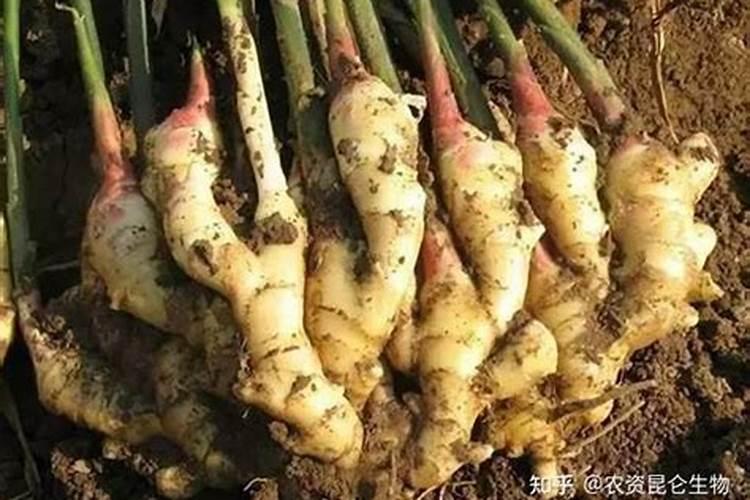 种植大姜想要产量高、品相好,都有哪些技巧？