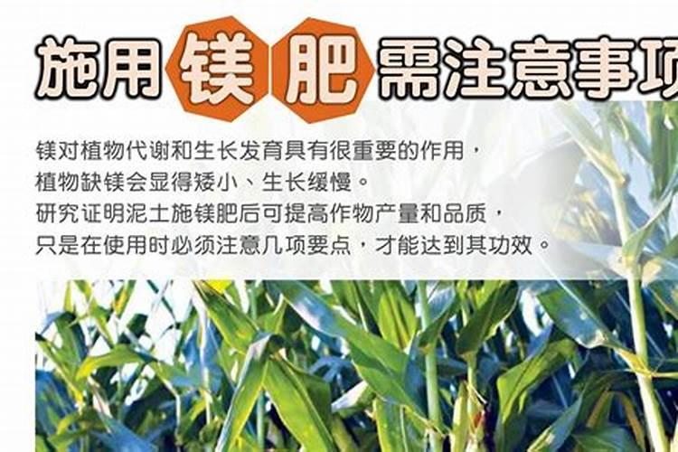 红阳猕猴桃能露天种植吗