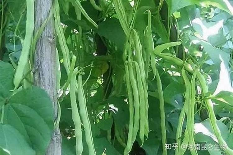 豇豆的高产施肥方法