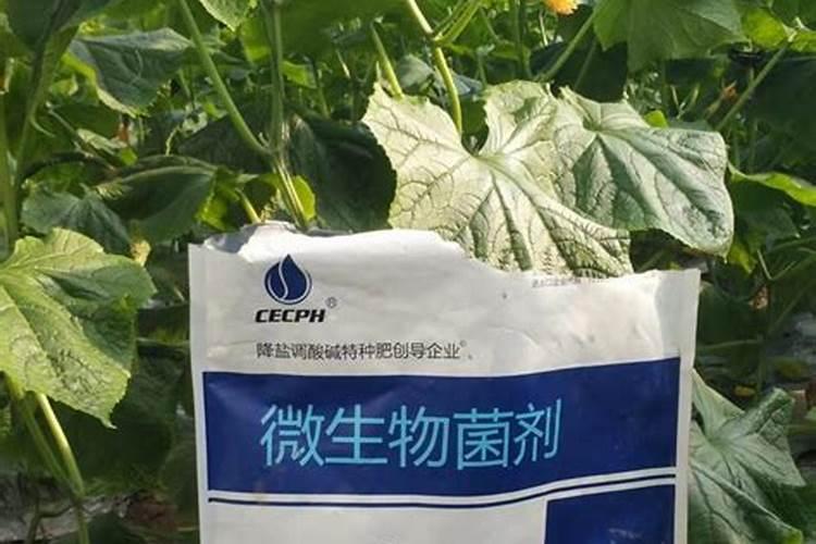 水溶肥直接施用会伤根吗？水溶肥和冲施肥有什么区别